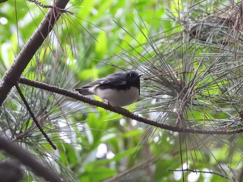 Black-throated Blue Warbler - eBird