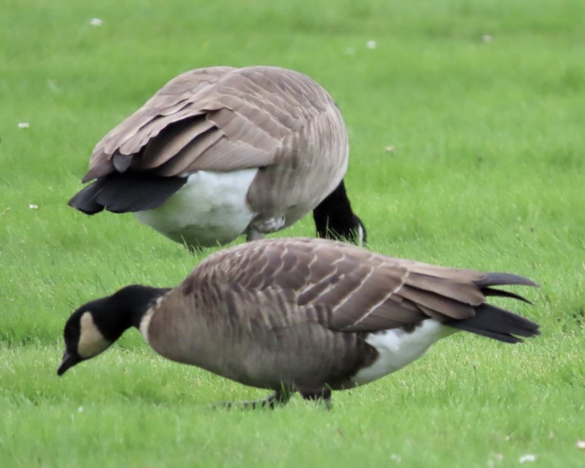 Cackling Goose (Aleutian) - ML492258261
