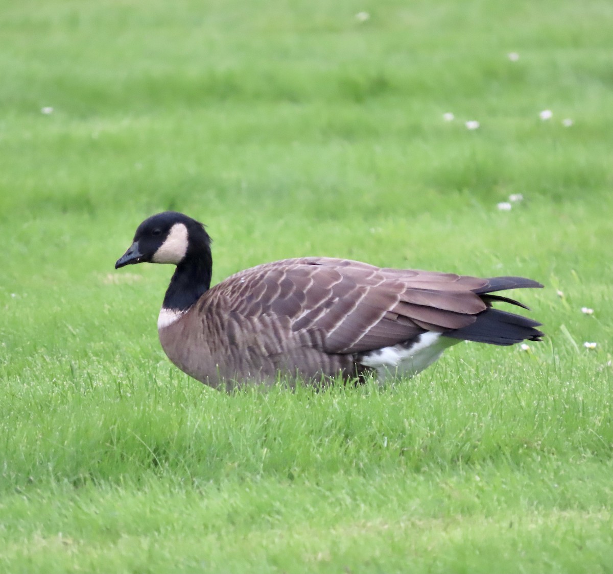 Cackling Goose (Aleutian) - ML492258271