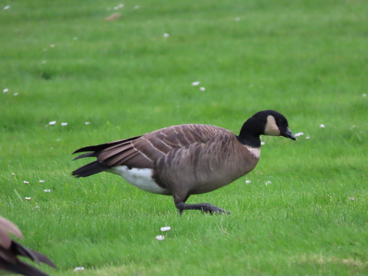 Cackling Goose (Aleutian) - ML492258281