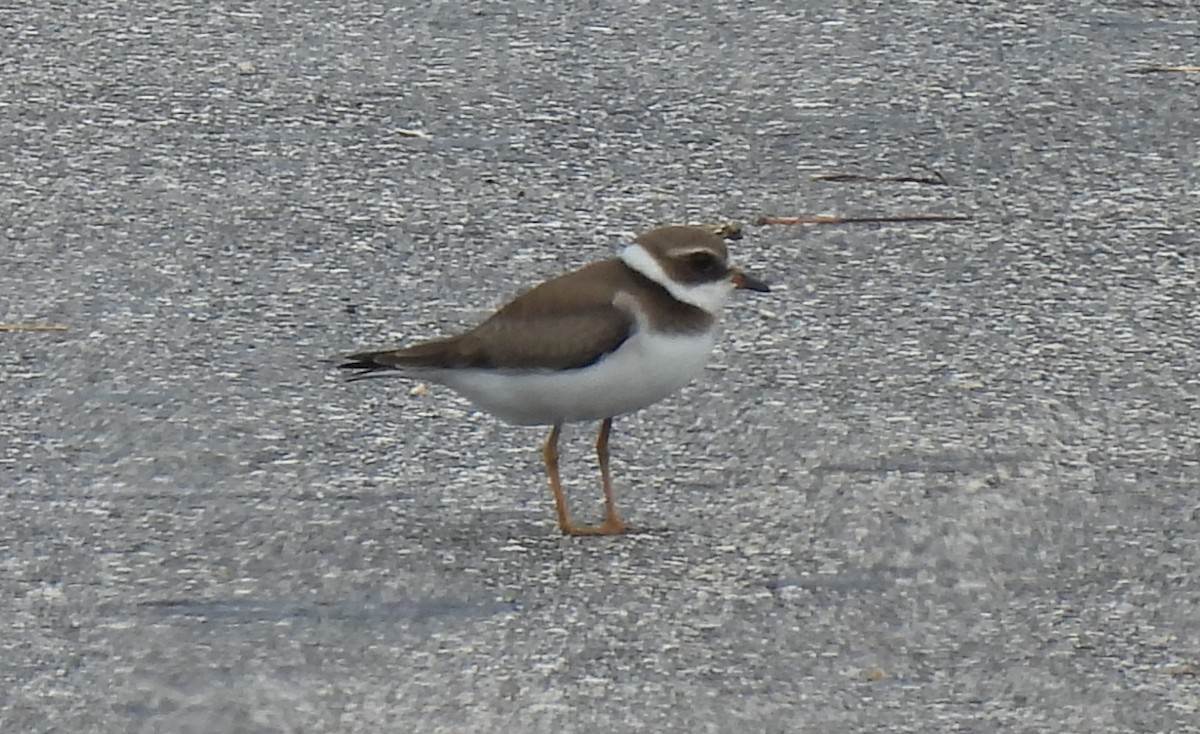 Common Ringed Plover - ML492259361