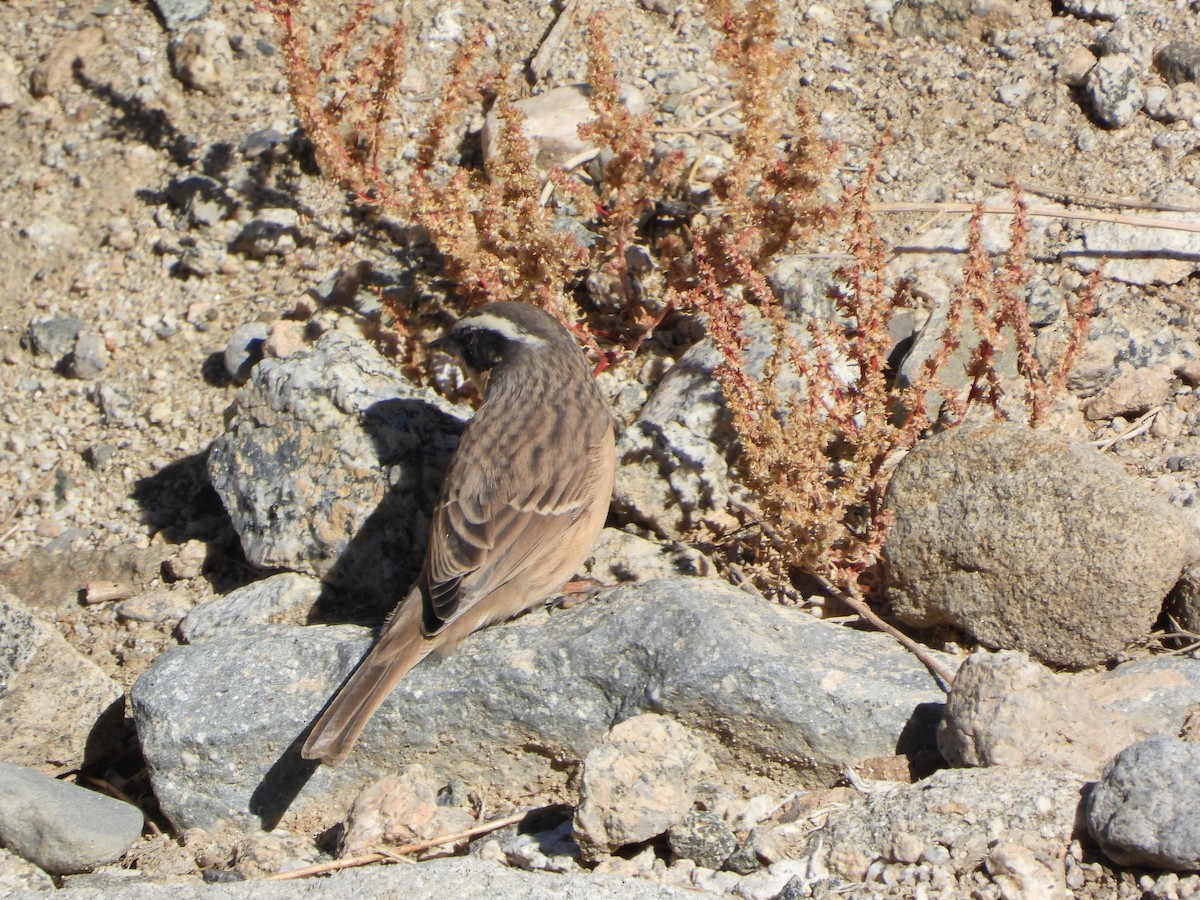Brown Accentor - ML492260261