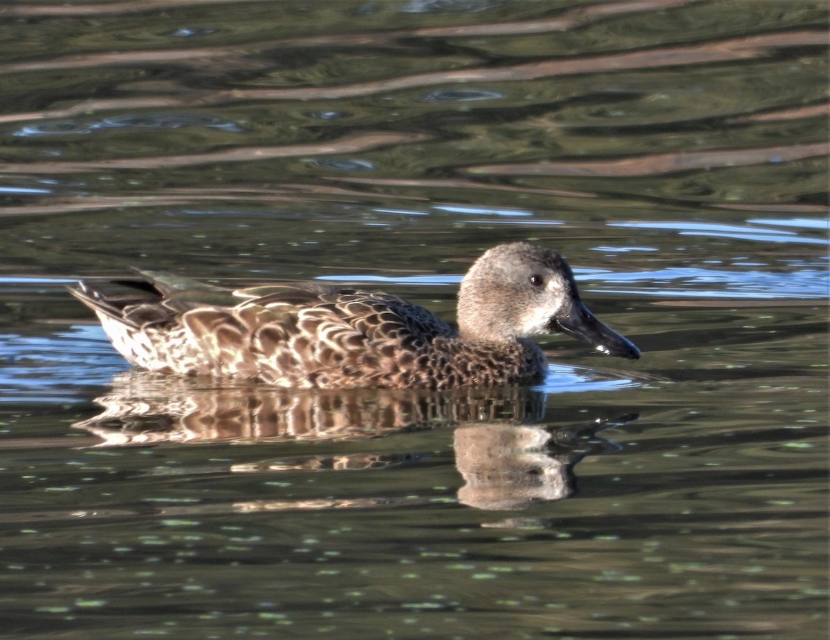 Blue-winged Teal - ML492260621