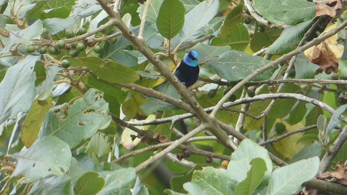 Blue-necked Tanager - Roberto  Garrigues