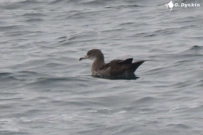 Pink-footed Shearwater - ML492269011