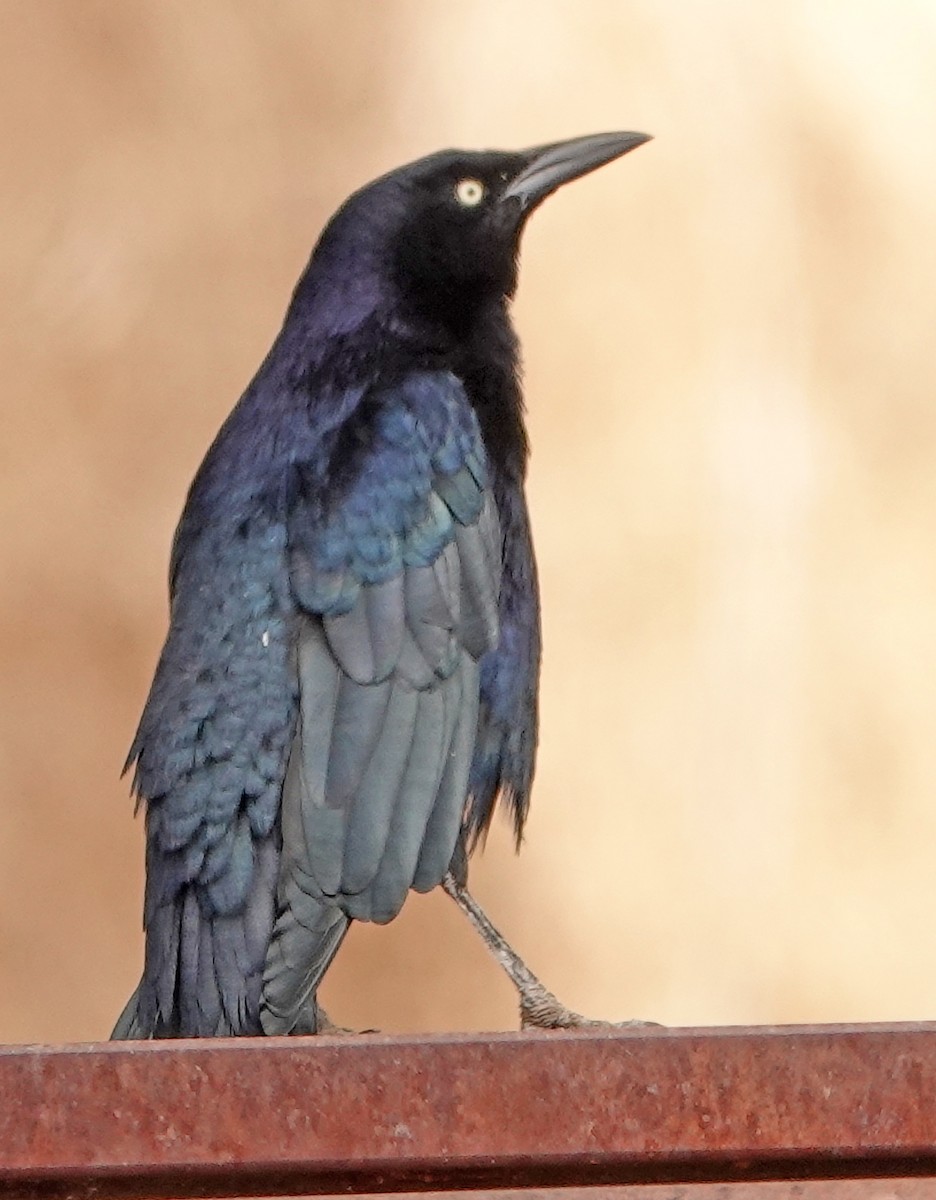 Great-tailed Grackle - ML492271231