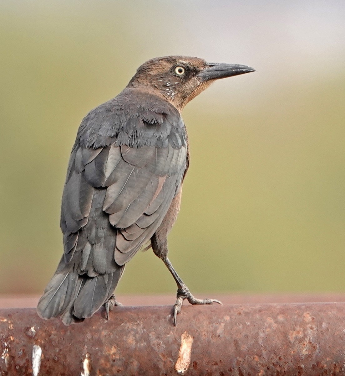 Great-tailed Grackle - ML492271491