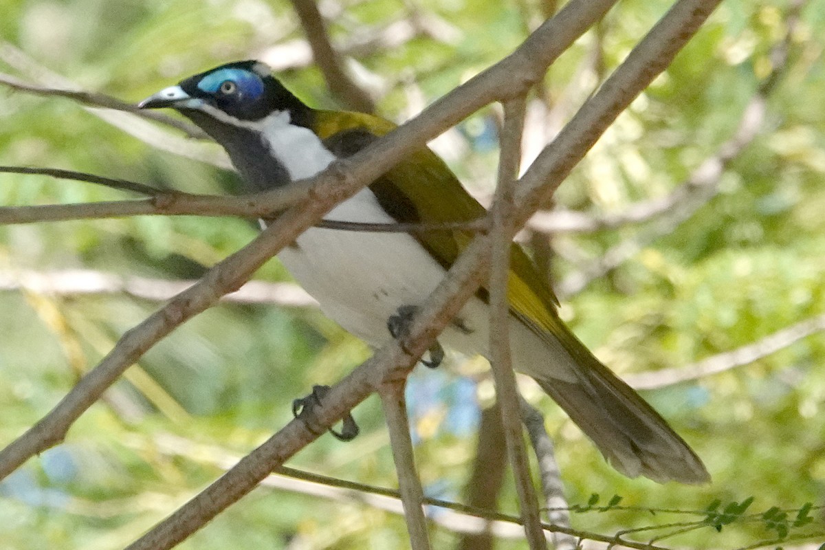 Blue-faced Honeyeater (Blue-faced) - Peter Woodall