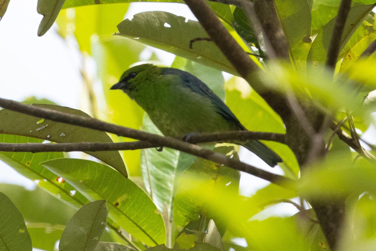 Dotted Tanager - ML492275081