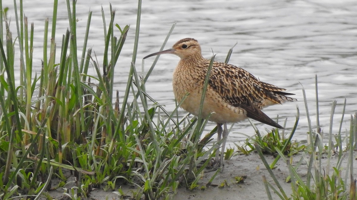 Little Curlew - ML492278181