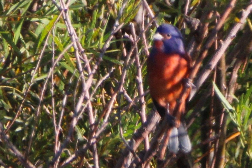 Painted Bunting - ML492278911