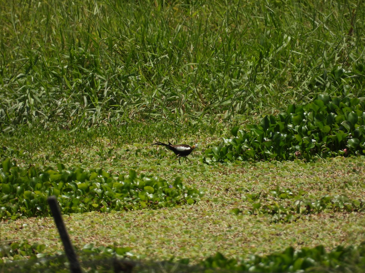 Pheasant-tailed Jacana - ML492282381
