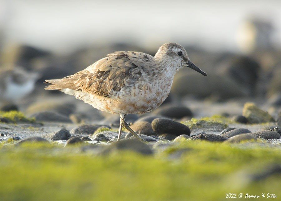 Red Knot - ML492287511