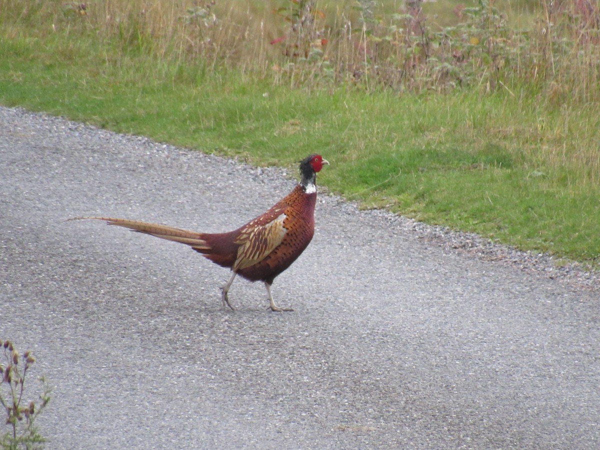 Ring-necked Pheasant - ML492288601