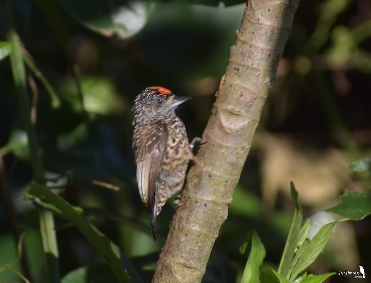 White-wedged Piculet - José Maria Paredes