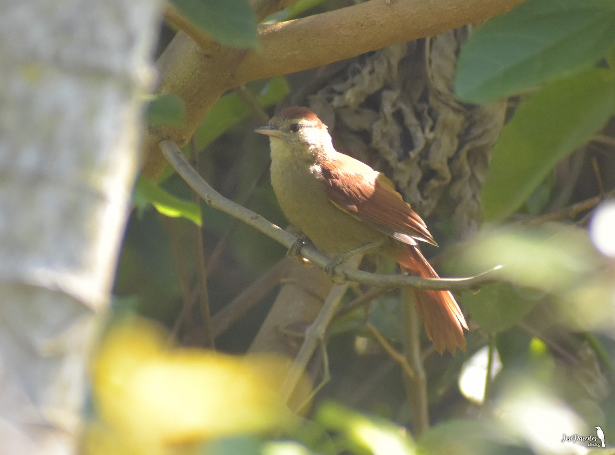 Rusty-backed Spinetail - José Maria Paredes