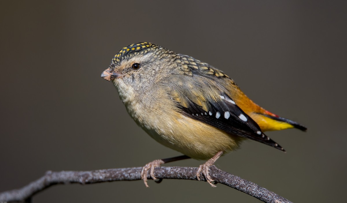 Spotted Pardalote - ML492293091