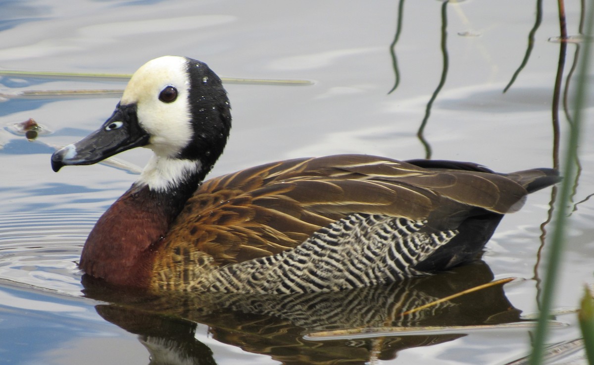 White-faced Whistling-Duck - Brian M. Delaney