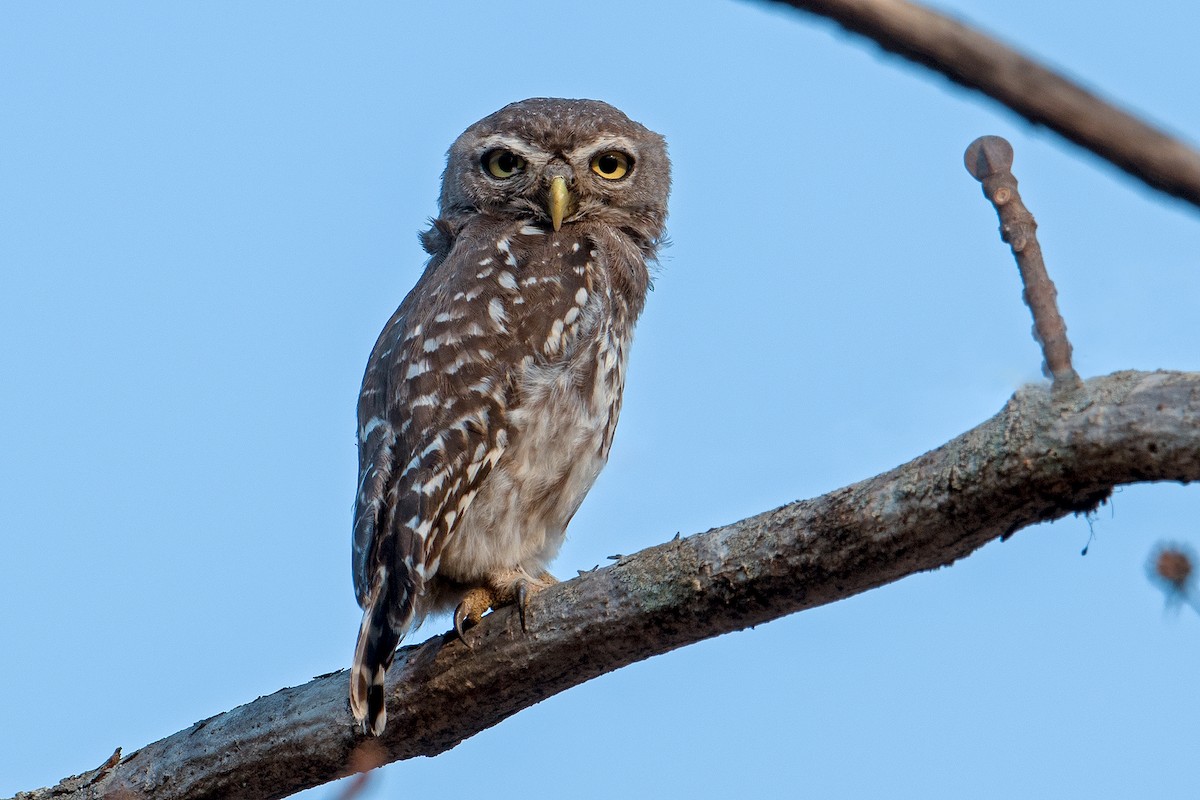 Forest Owlet - ML492294731