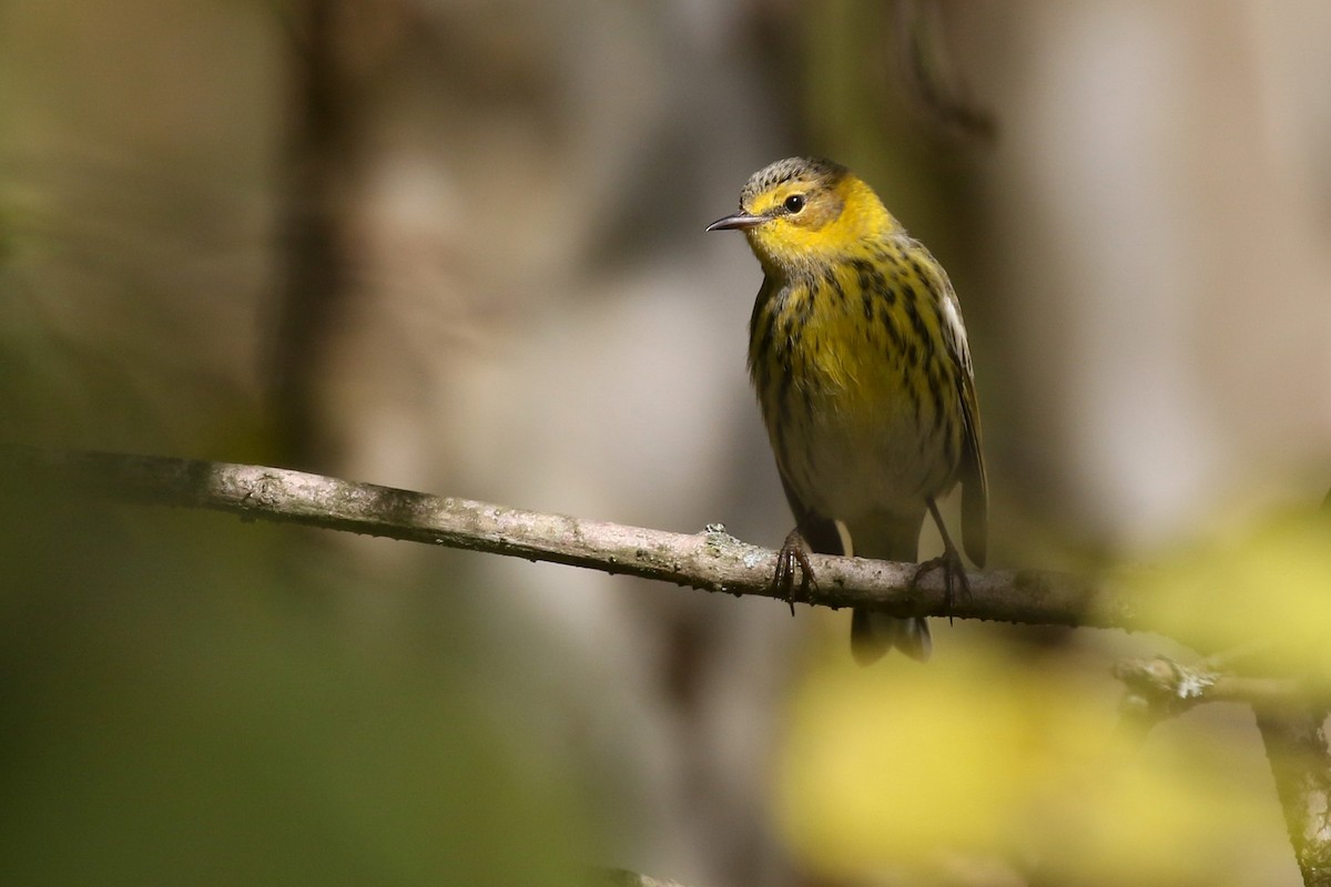 Cape May Warbler - ML492295191