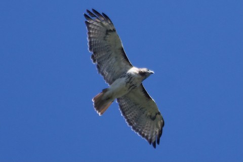 Red-tailed Hawk - ML492296841