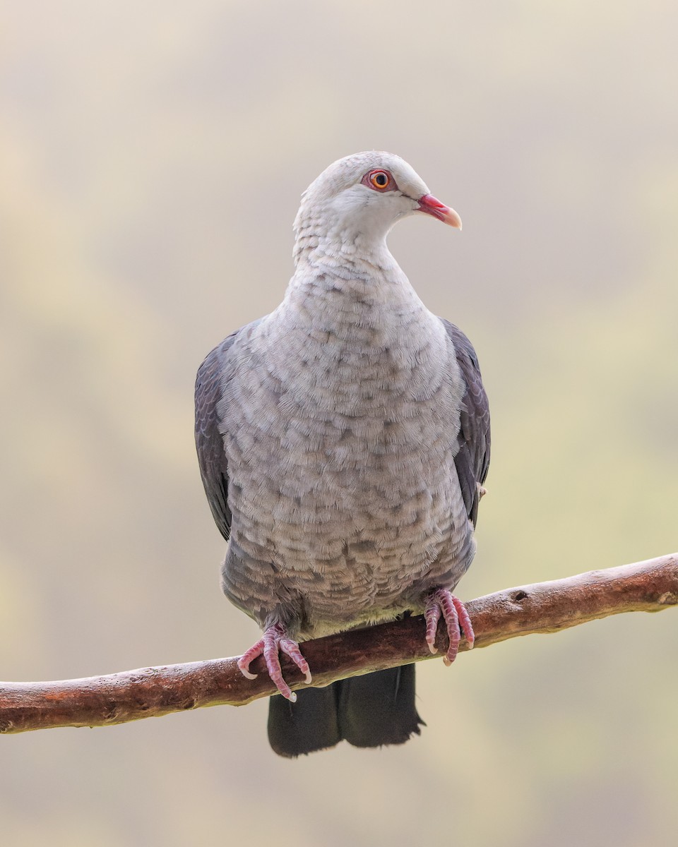 White-headed Pigeon - ML492297801