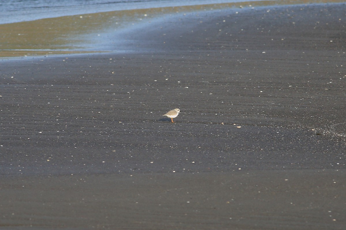 Piping Plover - ML492298111