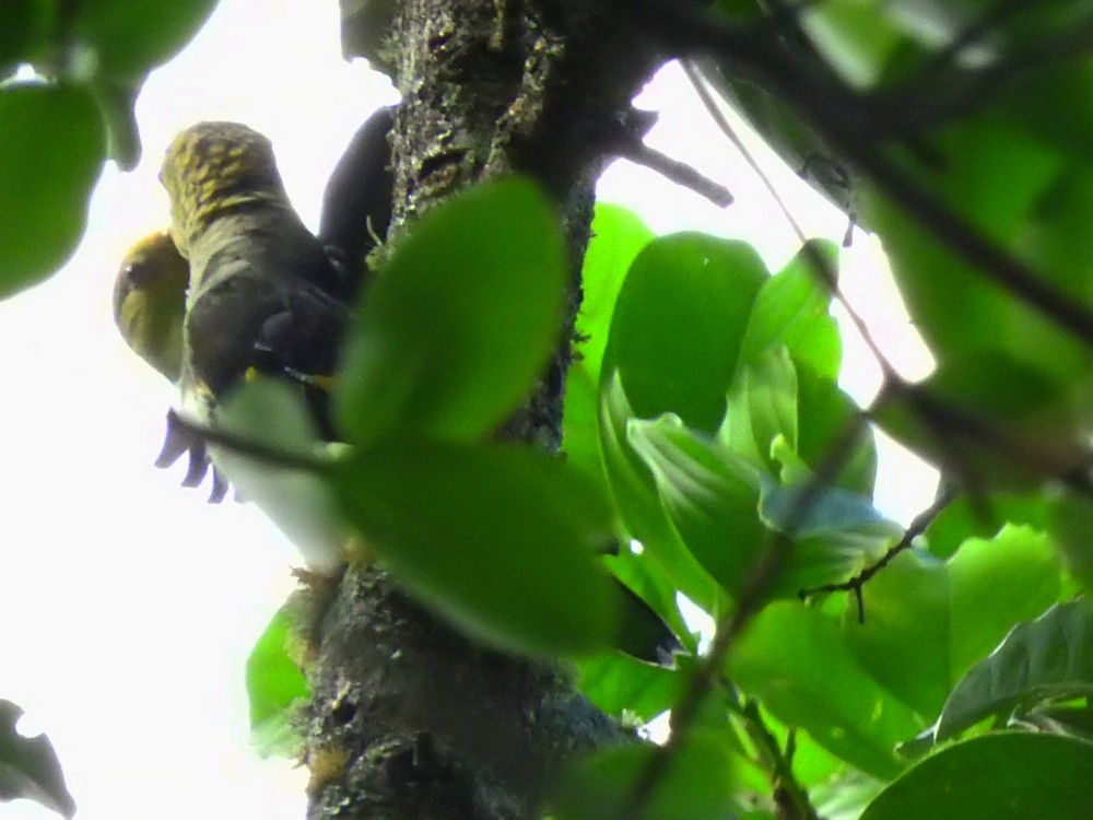 Lilac-tailed Parrotlet - Fernando Nunes