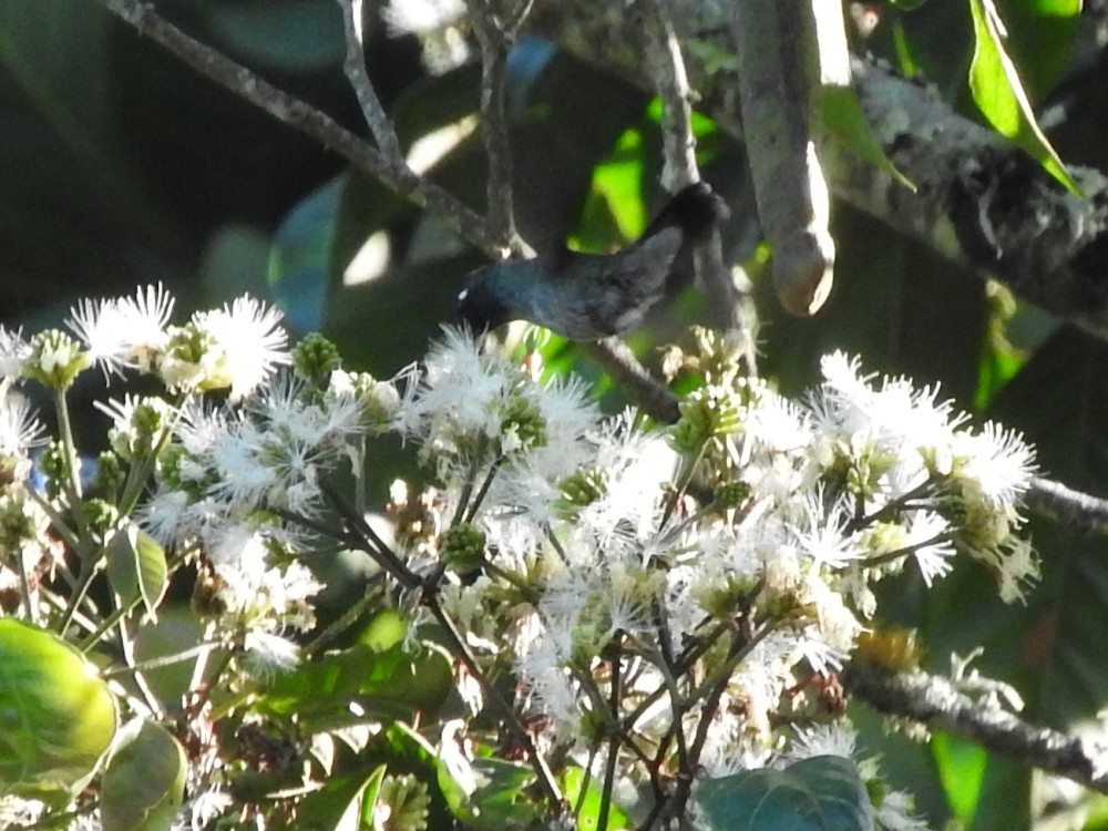Violet-headed Hummingbird - ML492308361