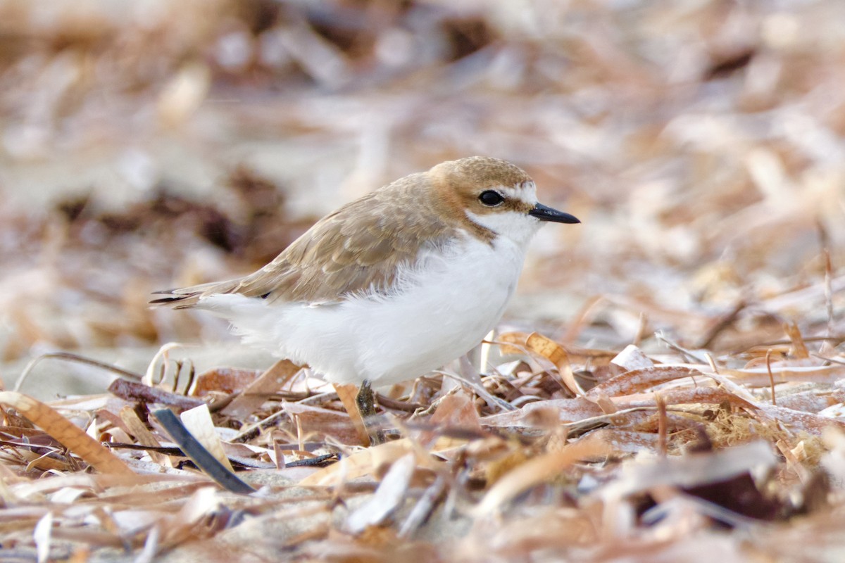Red-capped Plover - ML492314031