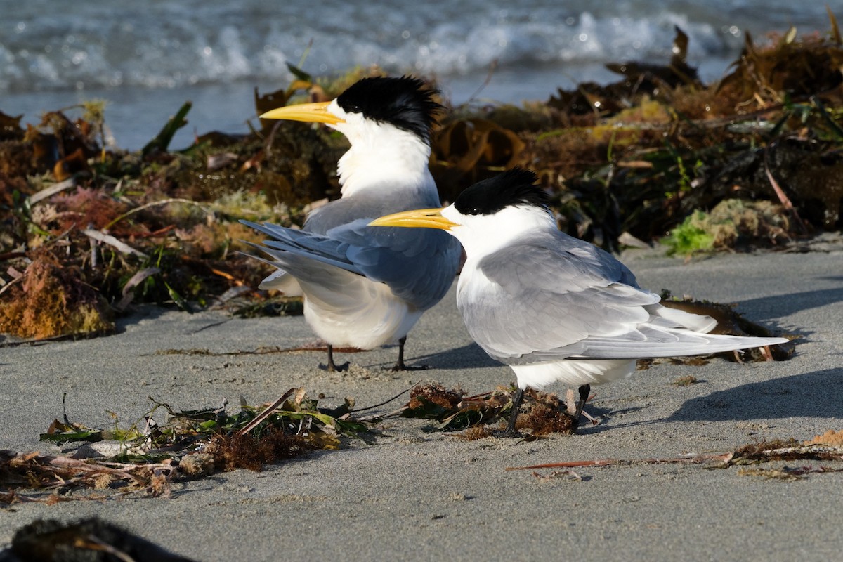 Great Crested Tern - ML492314301
