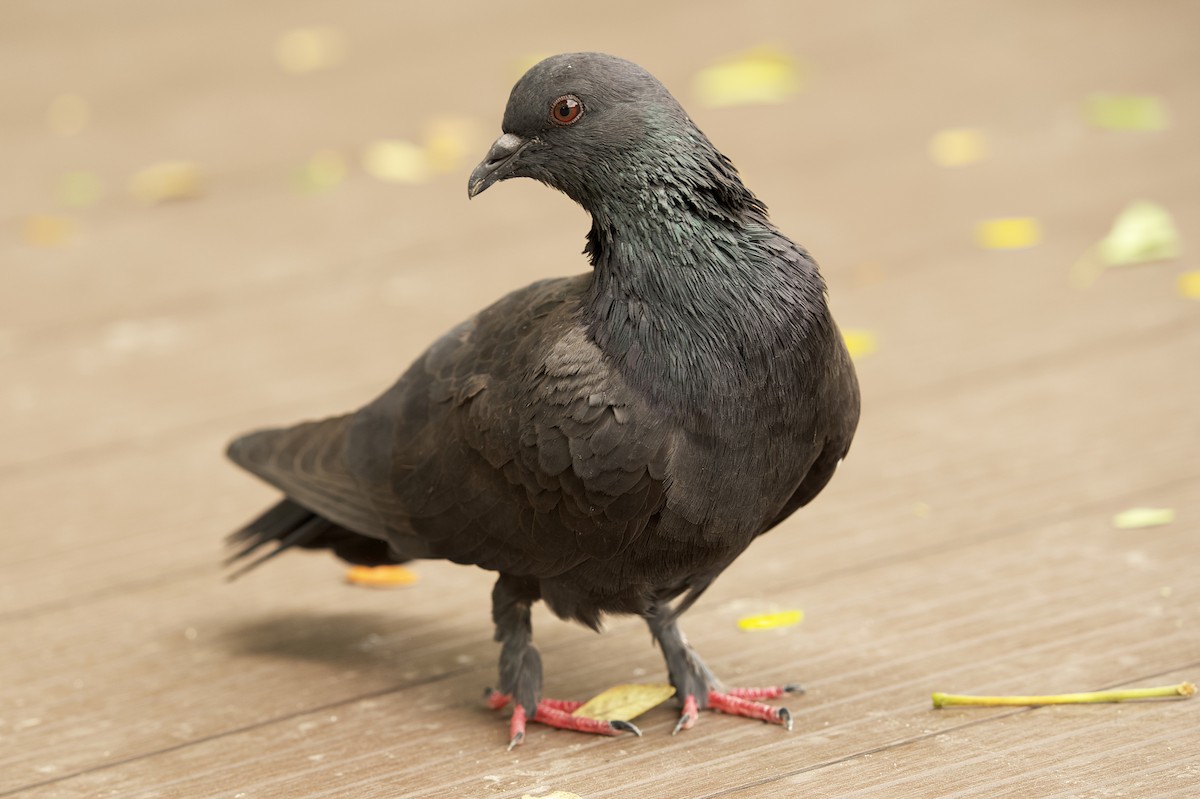 Rock Pigeon (Feral Pigeon) - ML492314601
