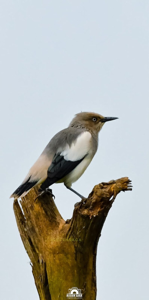 White-shouldered Starling - Ajeesh Saga