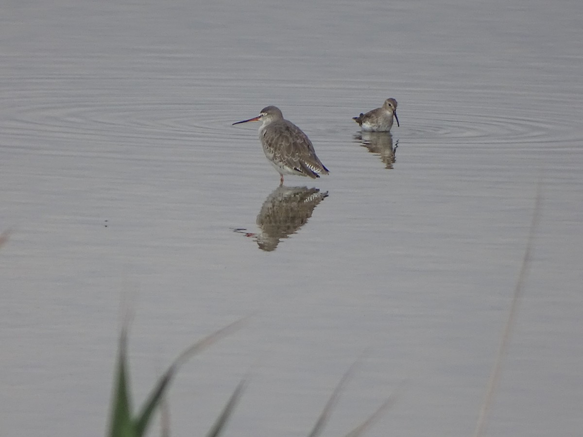 Spotted Redshank - ML492319121