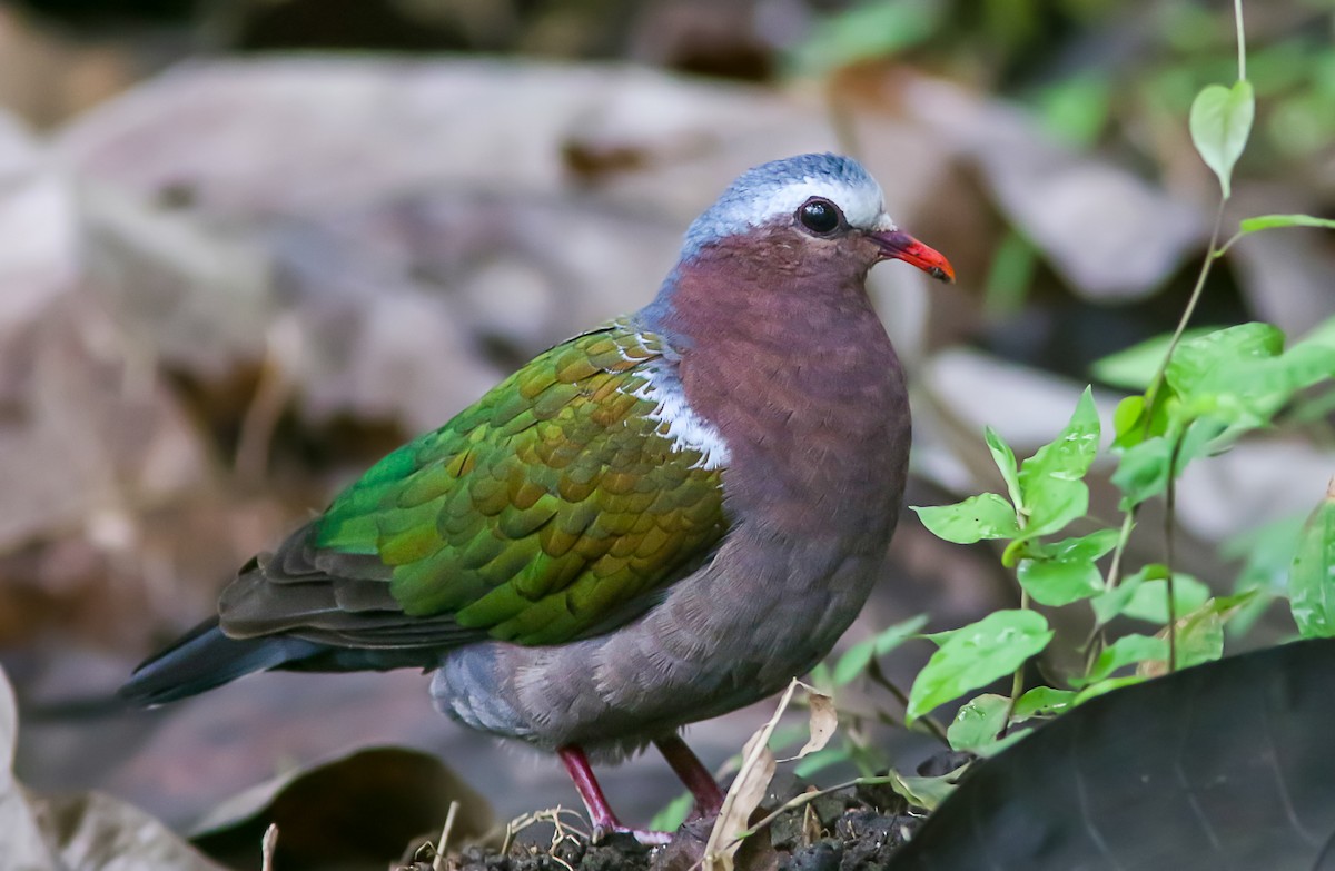 Asian Emerald Dove - ML492319331