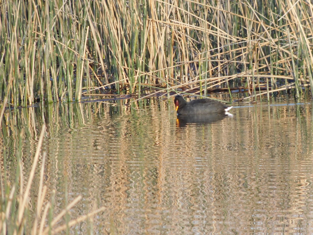 Red-fronted Coot - ML492319451