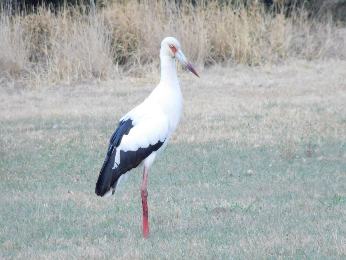 Maguari Stork - ML492319501