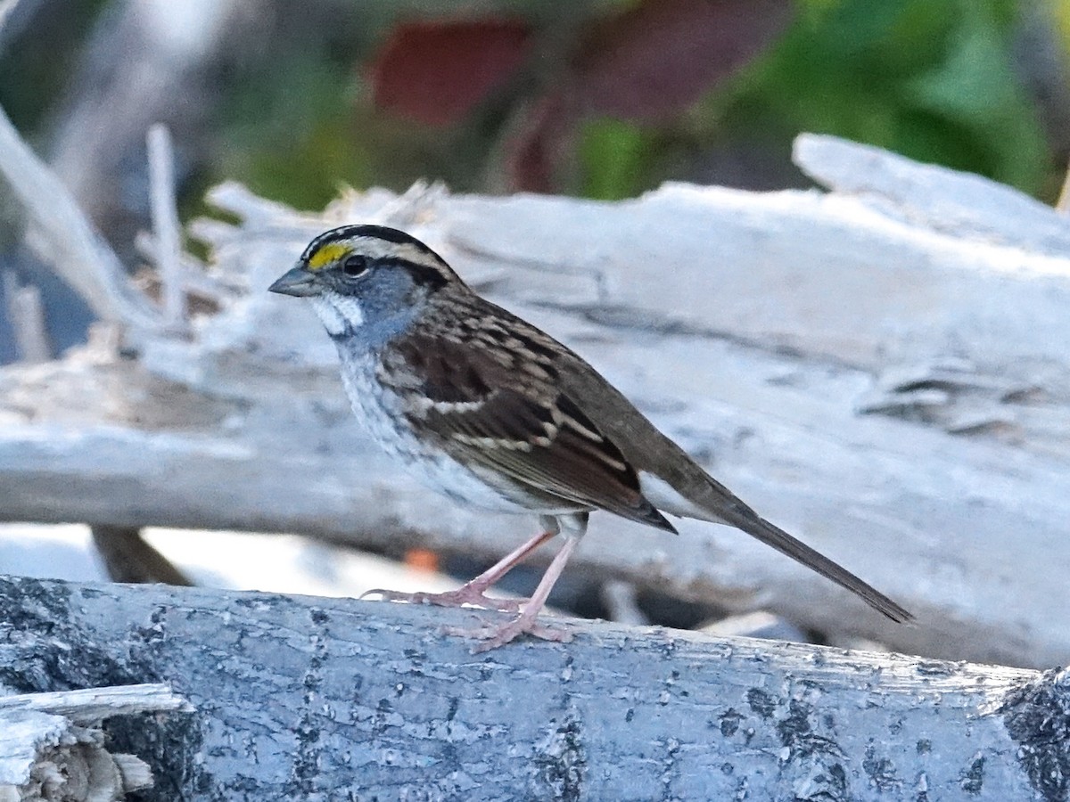 White-throated Sparrow - ML492324701