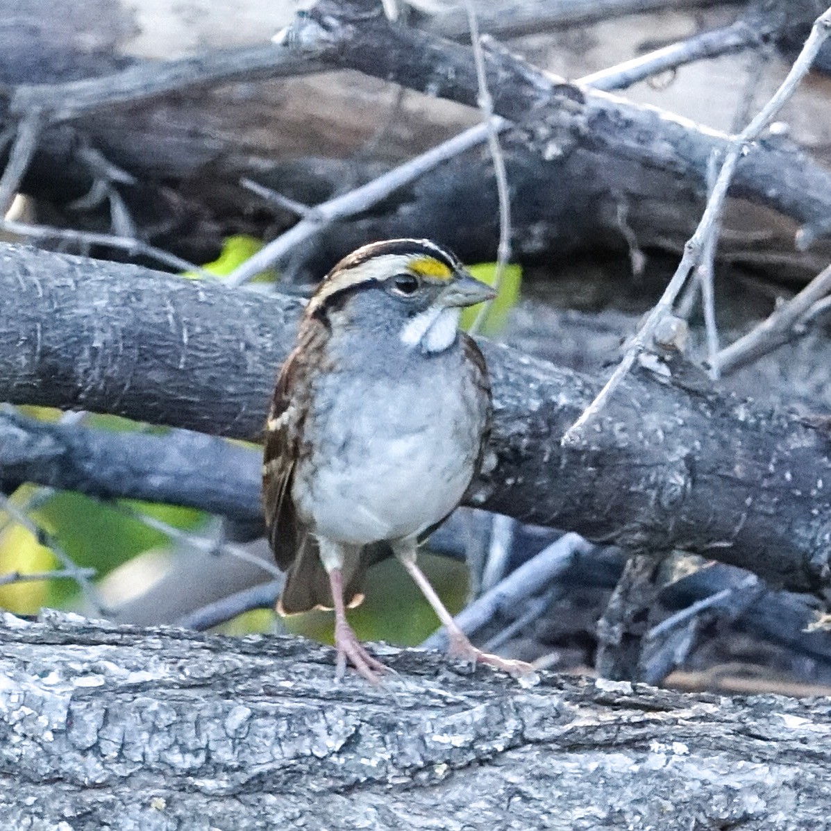 White-throated Sparrow - Mark Haindfield