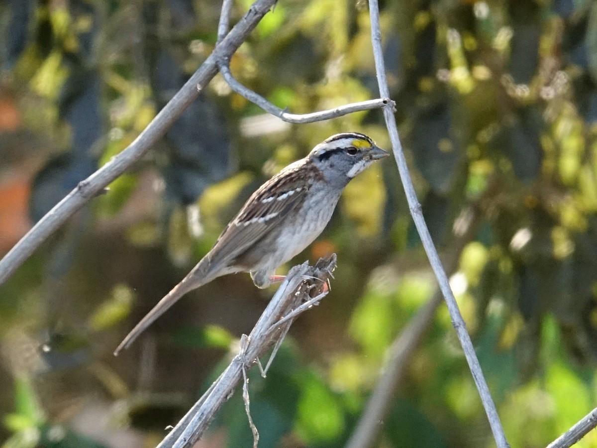 White-throated Sparrow - ML492324931
