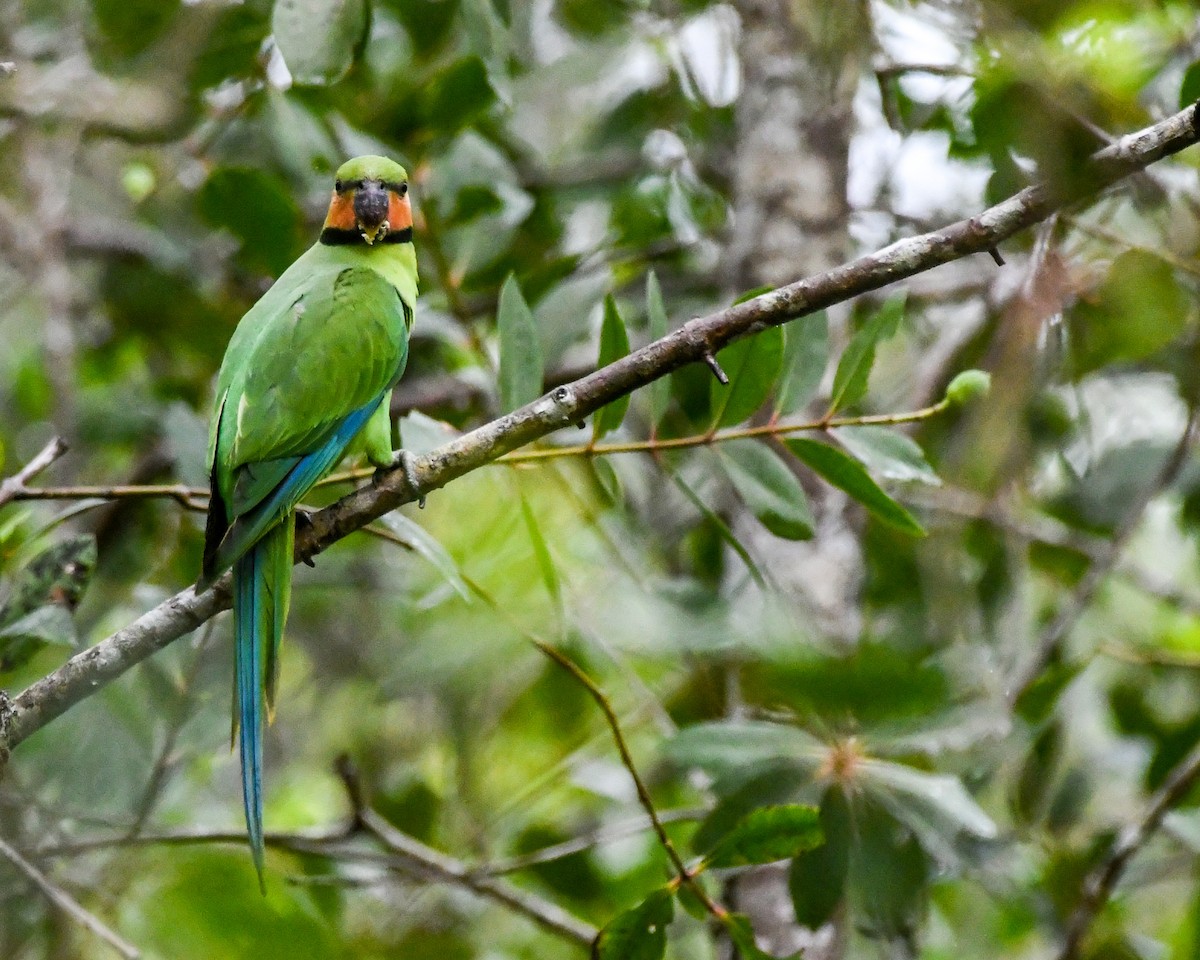 Long-tailed Parakeet - THIKANNA G