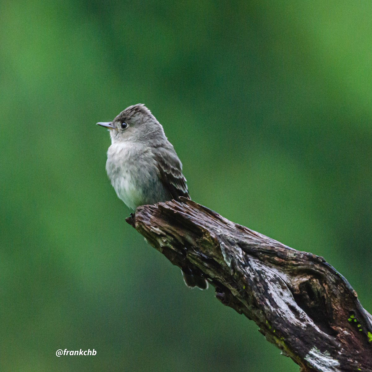 Western Wood-Pewee - Frank Chaves Barquero