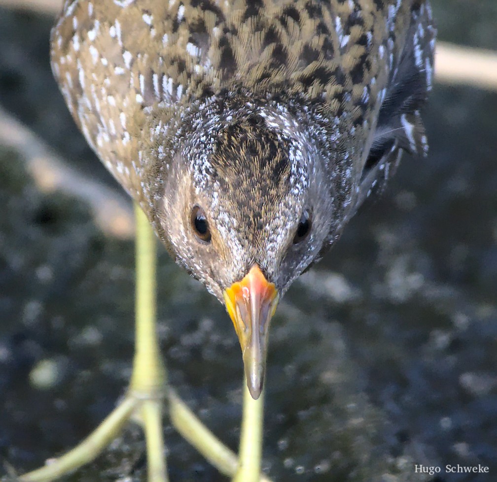 Spotted Crake - ML492327431