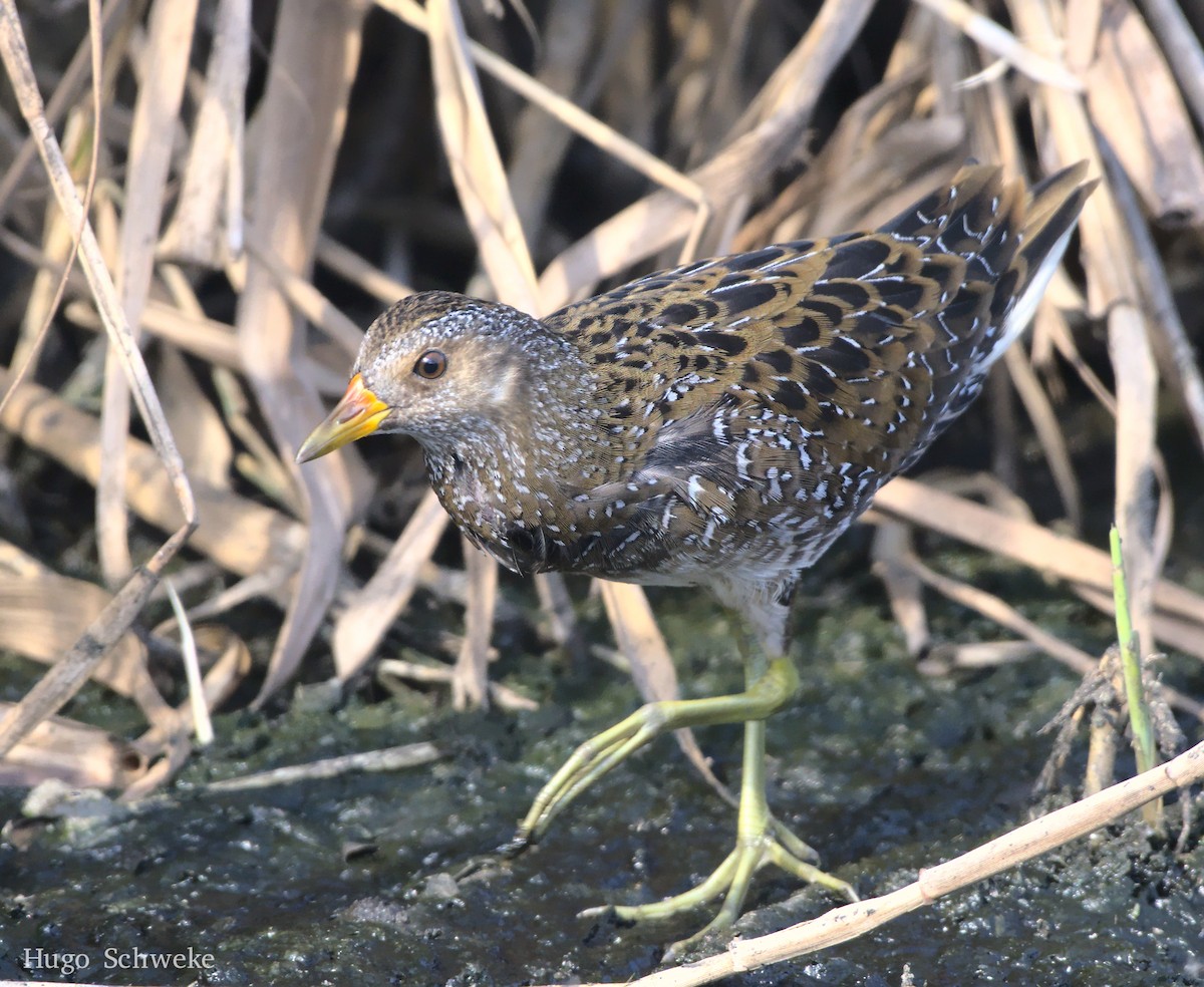 Spotted Crake - ML492327461