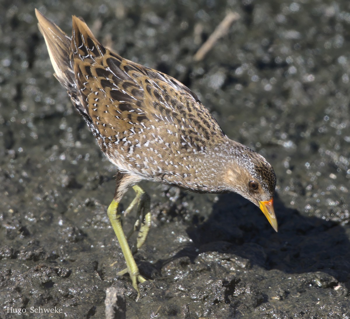 Spotted Crake - ML492327611