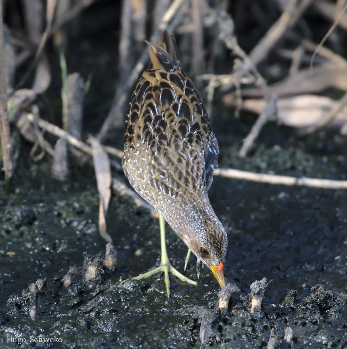 Spotted Crake - ML492330091