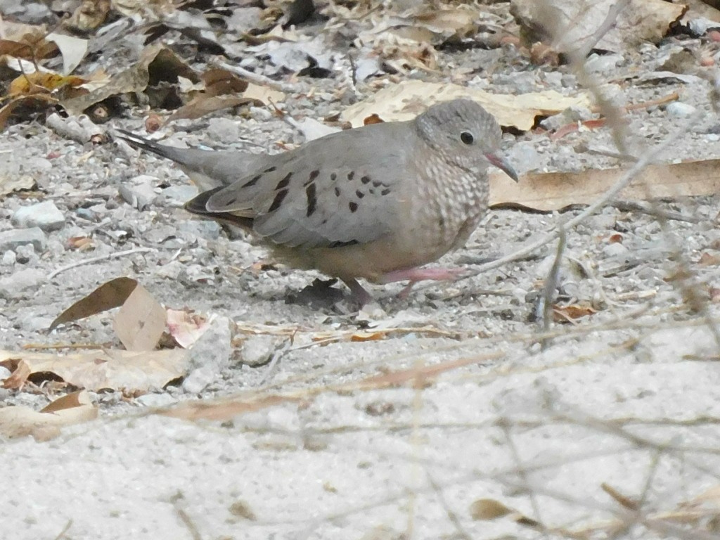 Common Ground Dove - mark kincheloe