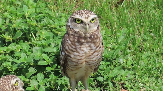 Burrowing Owl - ML492334411
