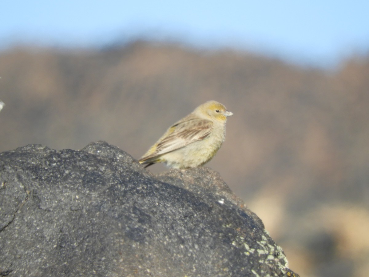 Patagonian Yellow-Finch - ML492335721