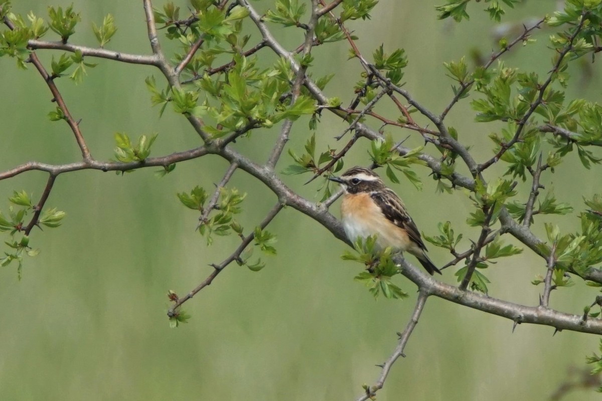 Whinchat - ML492337951